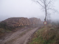 Efteråret 2006. Skovning nær Amerikavej
